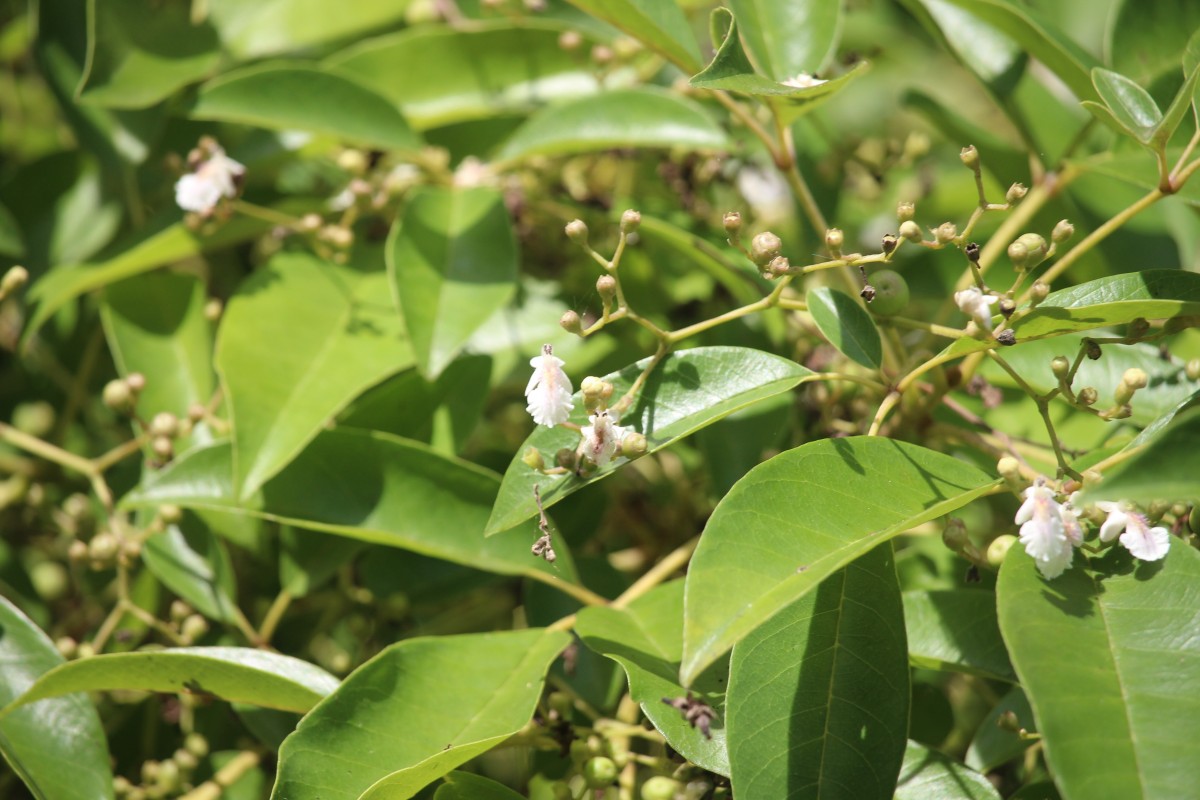 Vitex leucoxylon L.f.